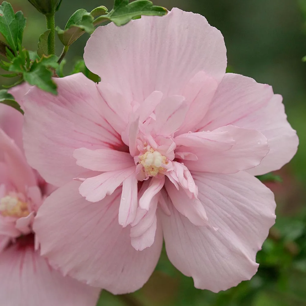 Пинк Шифон ‘Pink Chiffon’