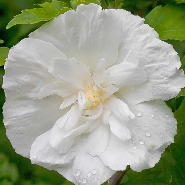 Вайт Шифон ‘White Chiffon’