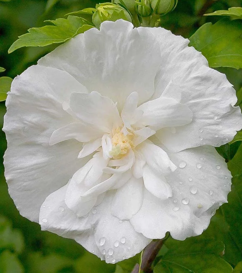 Вайт Шифон ‘White Chiffon’