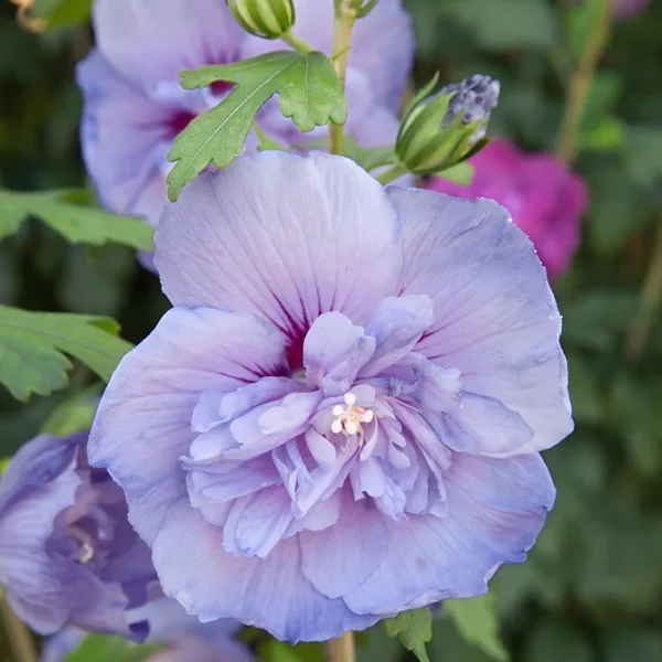 Блю Шифон ‘Blue Chiffon’