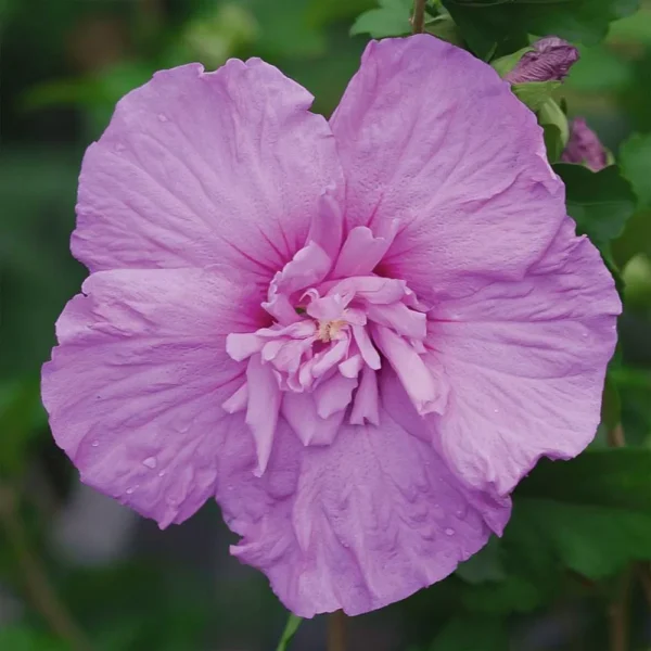 Лавендер Шифон ‘Lavender Chiffon’
