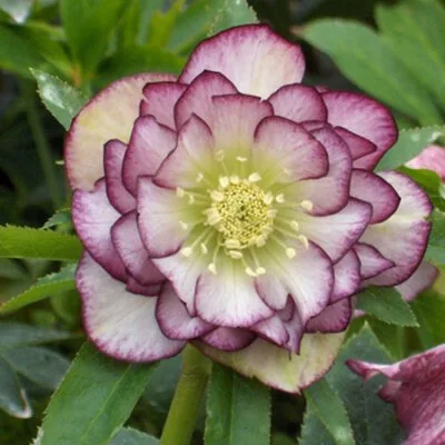 Морозник ‘DOUBLE ELLEN Picotee’
