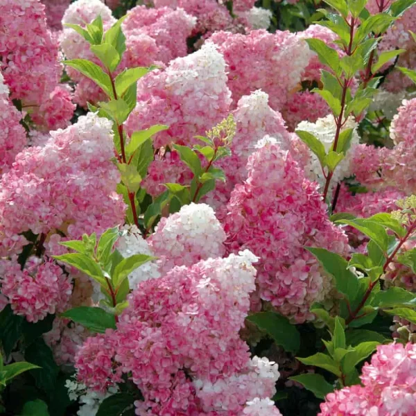 Ванилла Фрейз ‘Vanille Fraise’