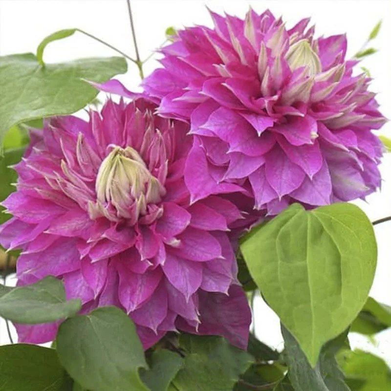 Кайзер Блашинг Брайдесмид ‘Kaiser Blushing Bridesmaid’