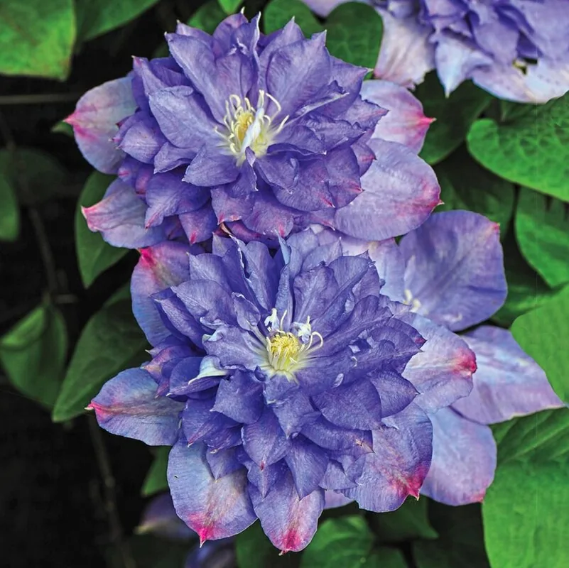 Блю Эксплоужен ‘Blue Explosion’