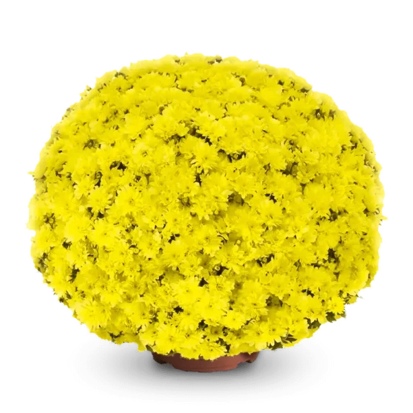 Попкорн ‘Popcorn’