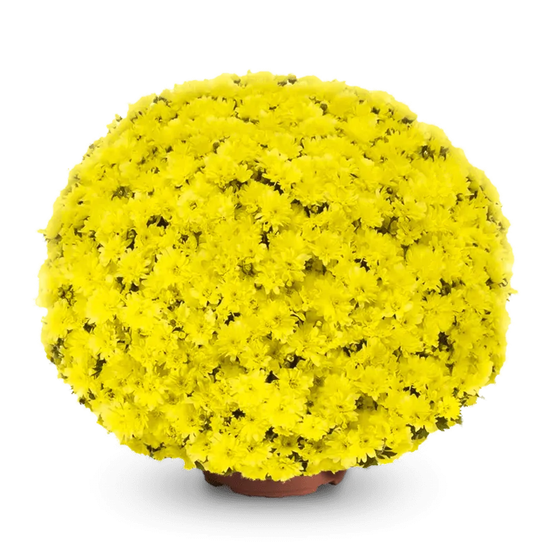 Попкорн ‘Popcorn’