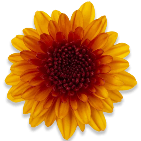 Сан Ремо Руннер Бронзе ‘San Remo Runner Bronze’ — изображение 2