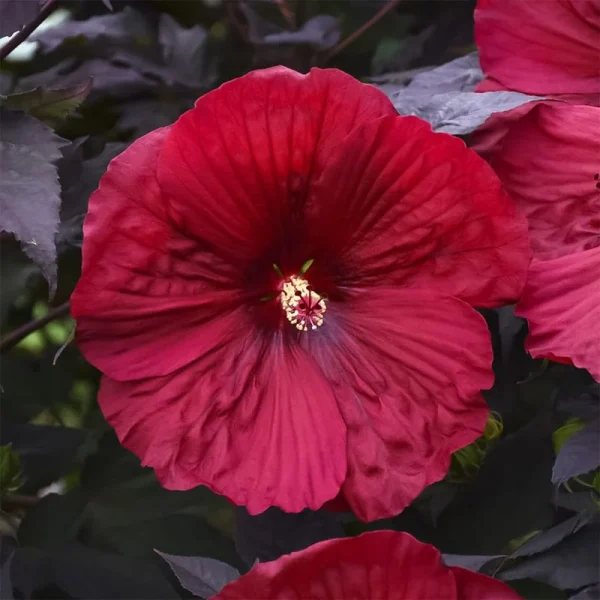 Холи Грэйл Summerific ‘Holy Grail’