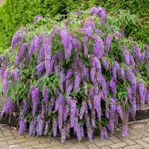 Вистериа Лэйн ‘Wisteria Lane’