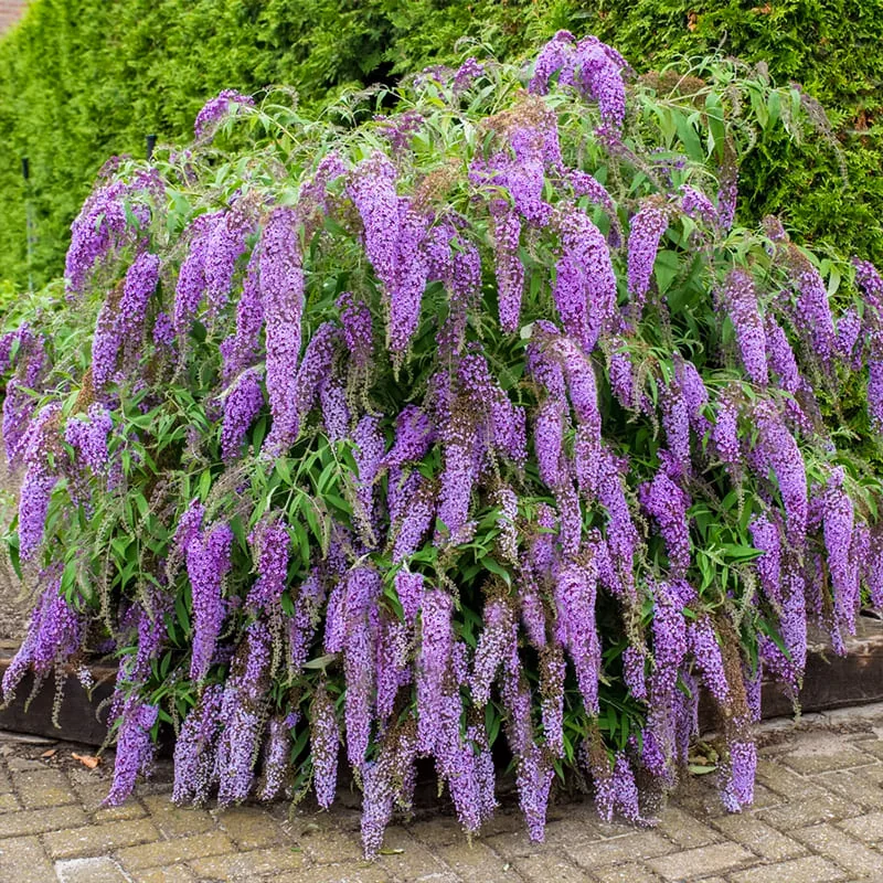 Вистериа Лэйн ‘Wisteria Lane’