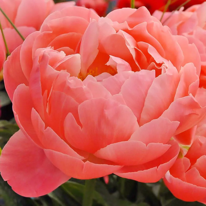 Корал Сансет ‘Coral Sunset’ — изображение 3