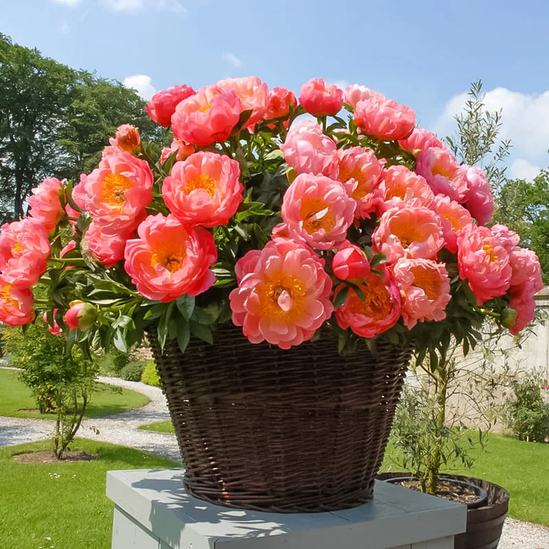 Корал Сансет ‘Coral Sunset’ — изображение 4