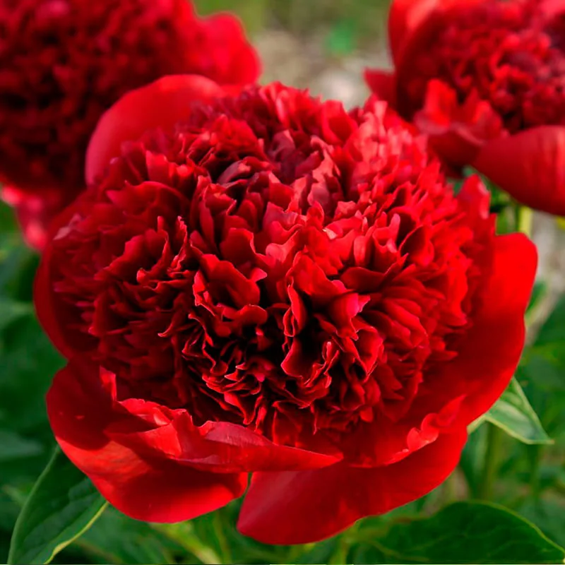 Ред Чарм ‘Red Charm’