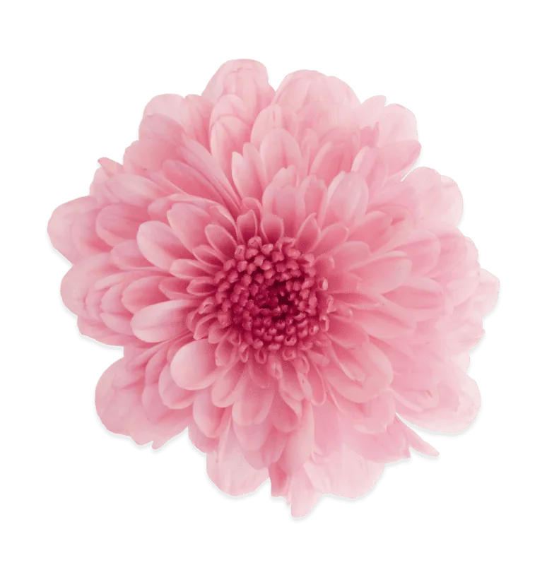 Бореали Росе ‘Borealie Rose’ — изображение 2