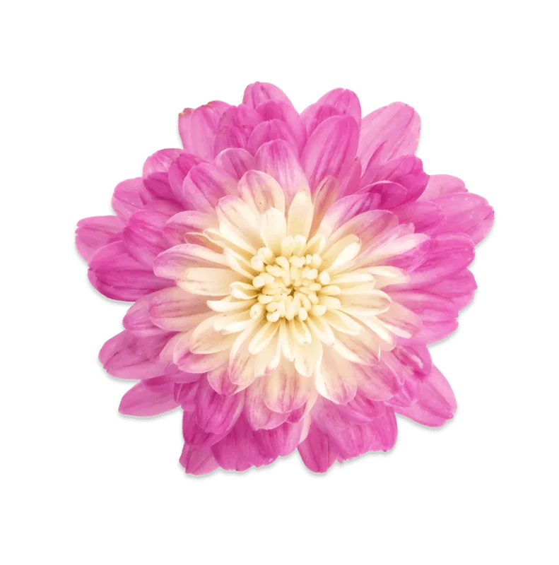 Дайбрек Эплблоссом ‘Daybreak Appleblossom’ — изображение 2
