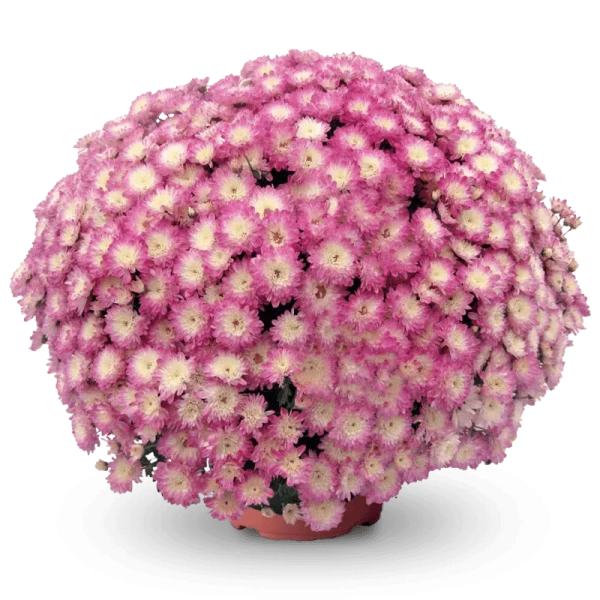 Дайбрек Эплблоссом ‘Daybreak Appleblossom’