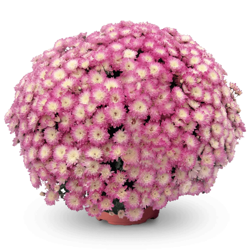 Дайбрек Эплблоссом ‘Daybreak Appleblossom’