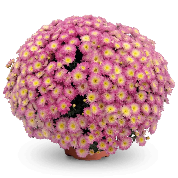 Дайбрек Эплблоссом Елоу ‘Daybreak Appleblossom Yellow’