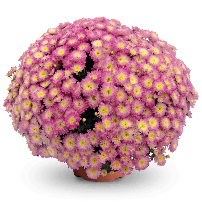 Дайбрек Эплблоссом Елоу ‘Daybreak Appleblossom Yellow’