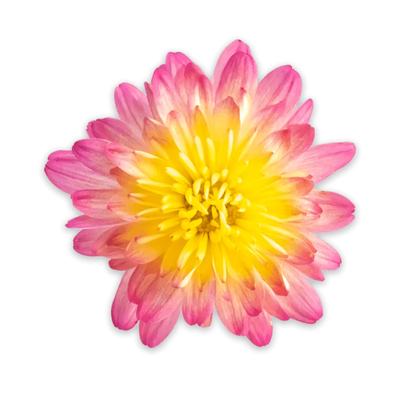 Дайбрек Эплблоссом Елоу ‘Daybreak Appleblossom Yellow’ — изображение 2
