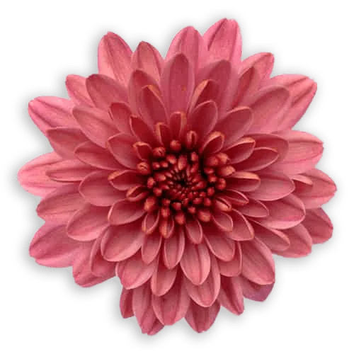 Дито Дарк Пинк ‘Ditto Dark Pink’ — изображение 2