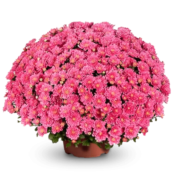 Дито Дарк Пинк ‘Ditto Dark Pink’