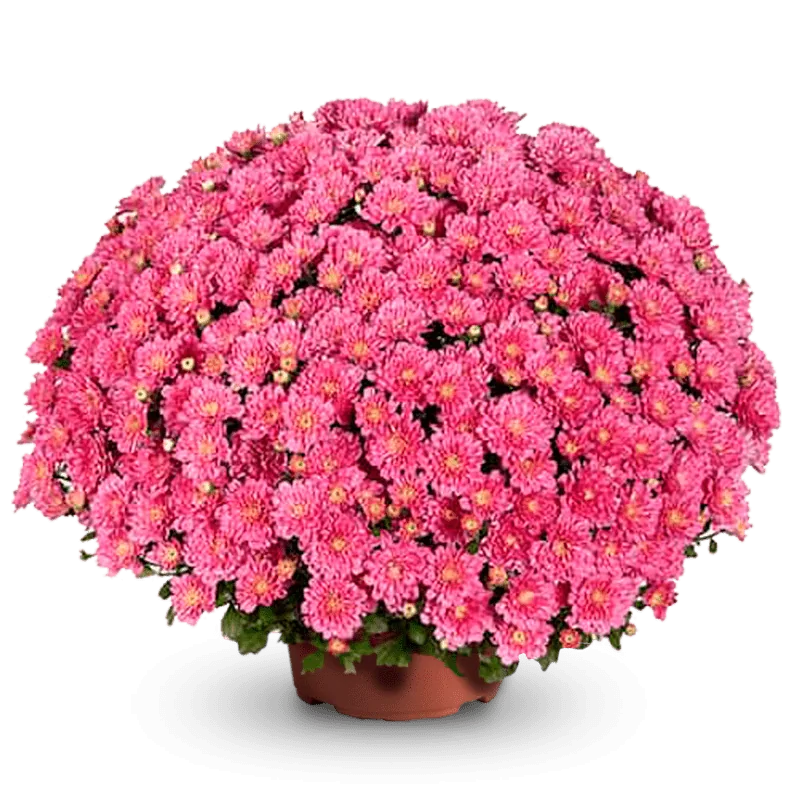 Дито Дарк Пинк ‘Ditto Dark Pink’