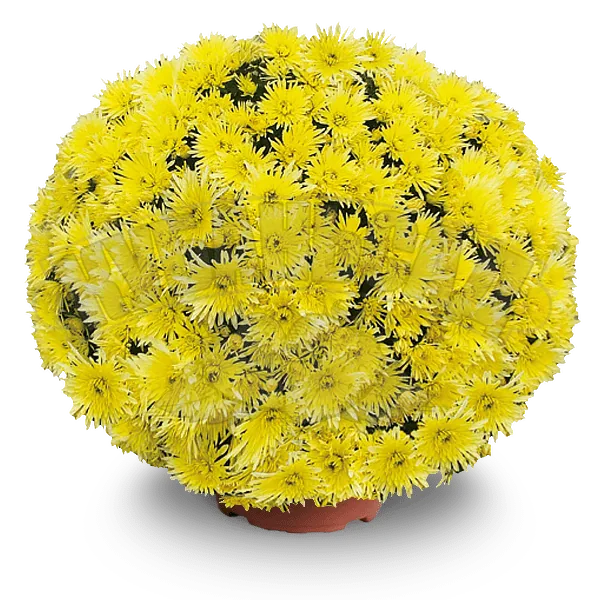 Кёр де Лорен Жун ‘Coeur de Lorraine Jaune’