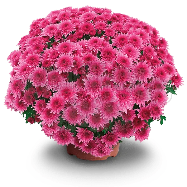 Кёр де Лорен Мув ‘Coeur de Lorraine Mauve’