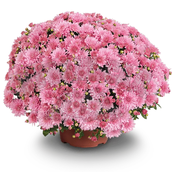 Прекосита Эглантин ‘Precocita Eglantine’