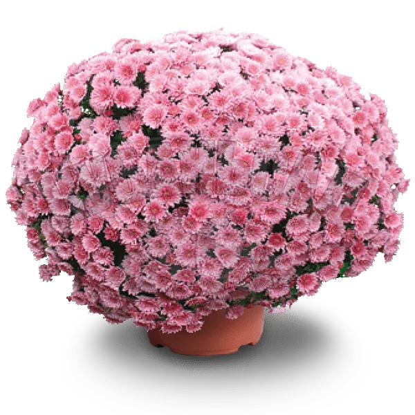Септембер Бей Сити Свит Розе ‘September Bay City Sweet Rose’