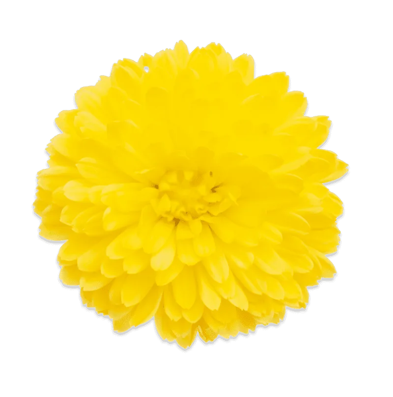 Септембр Миами Лемон ‘September Miami Lemon’ — изображение 2