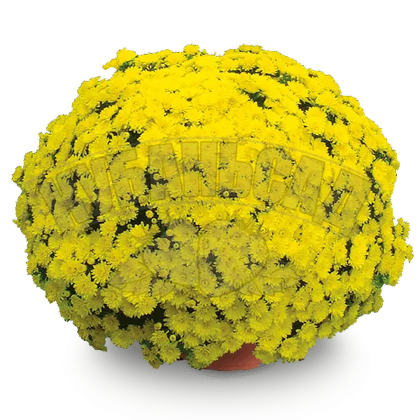 Септембр Миами Лемон ‘September Miami Lemon’