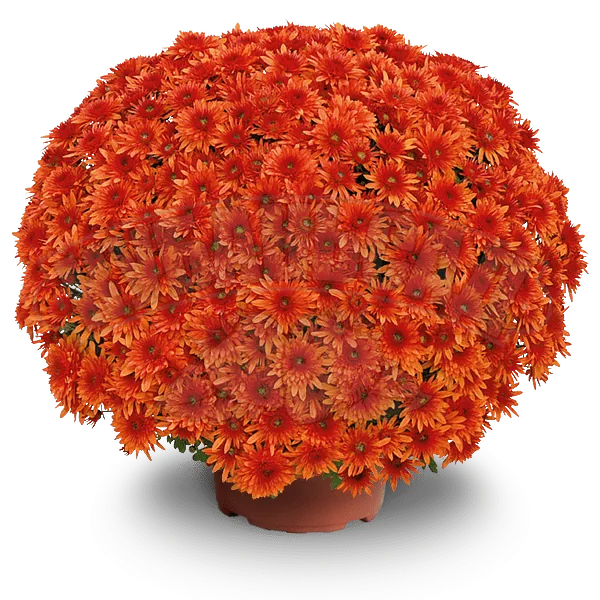 Факир оранж ‘Fakir orange’