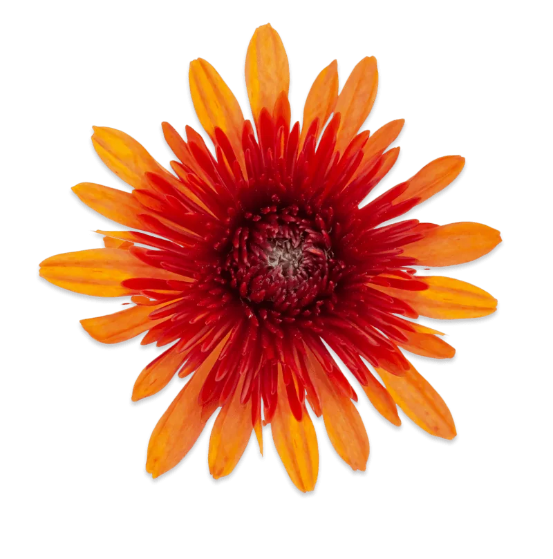 Факир оранж ‘Fakir orange’ — изображение 2