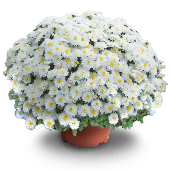 Эльф Вайт ‘Elf White’