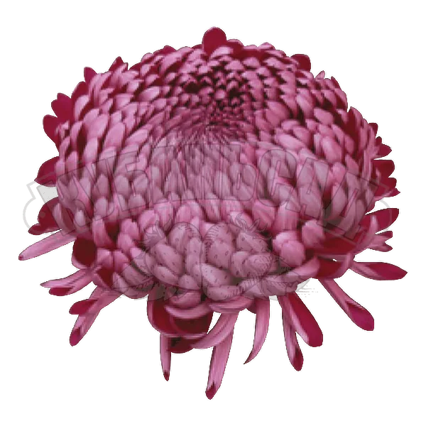 Ириса Виолет ‘Irisa Violet’ — изображение 2