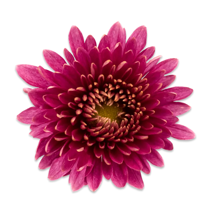 Кёр де Виолет ‘Coeur de Violette’ — изображение 2