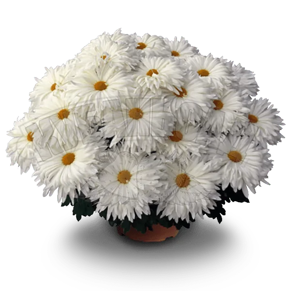 Мисс Дайзи Бланк ‘Miss Daisy Blanc’