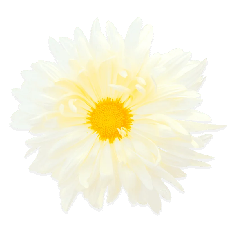 Мисс Дайзи Бланк ‘Miss Daisy Blanc’ — изображение 2
