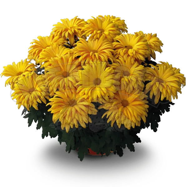 Мисс Дейзи Дор ‘Miss Daisy Dore’