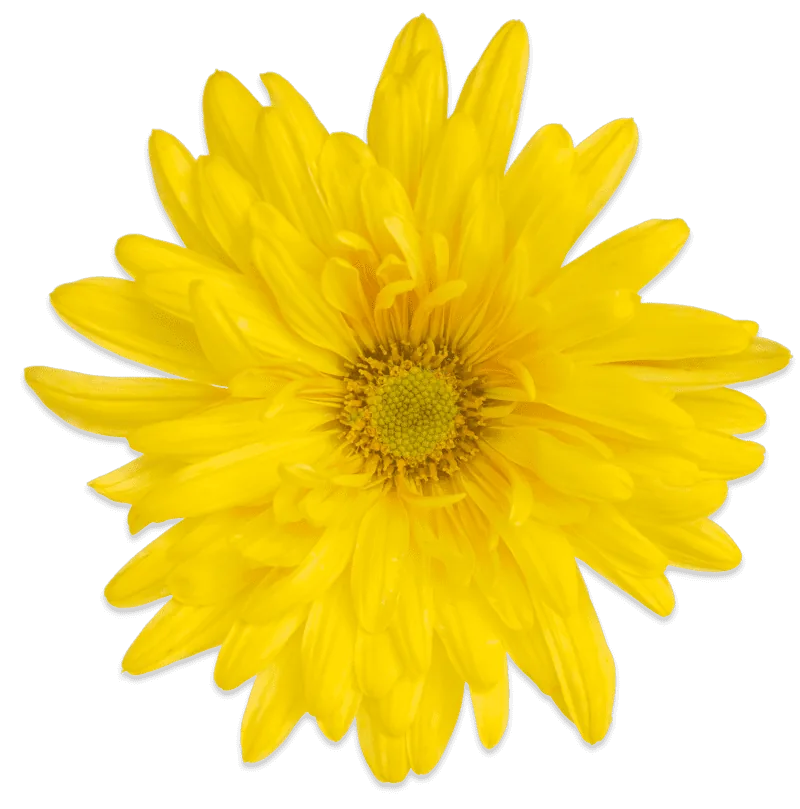 Мисс Дейзи Дор ‘Miss Daisy Dore’ — изображение 2