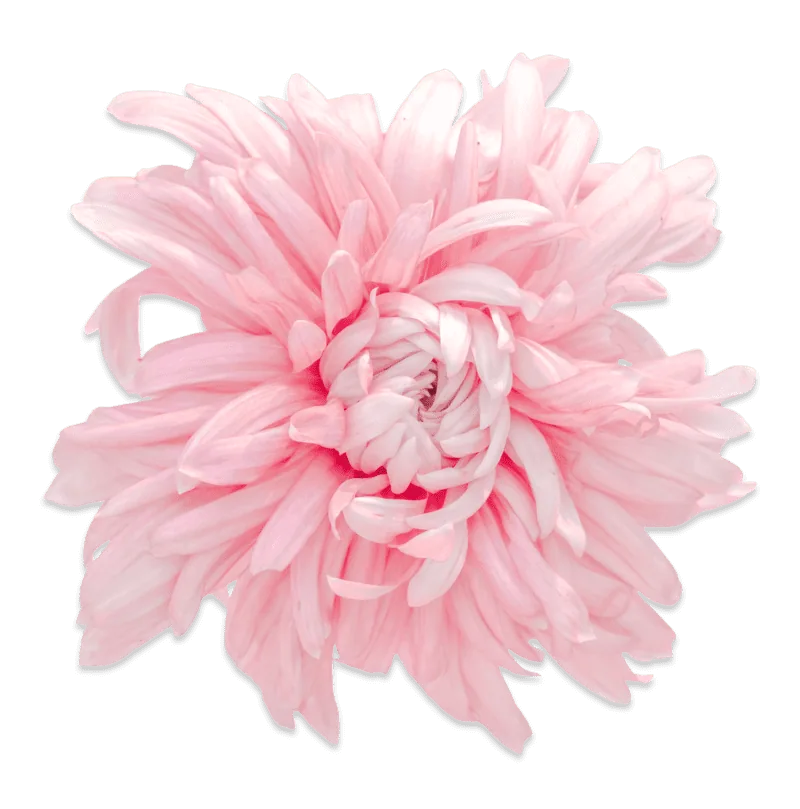 Пантан Розе ‘Pantin Rose’ — изображение 2