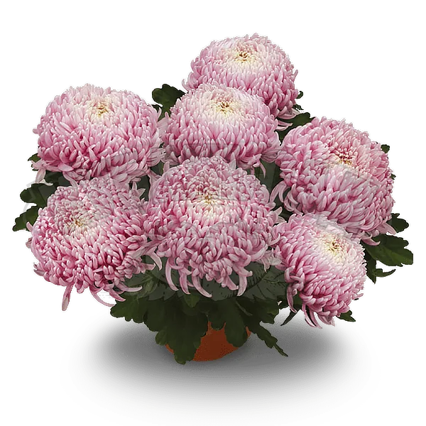 Розе дю Нюит Розе ‘Rose d’Une Nuit Rose’