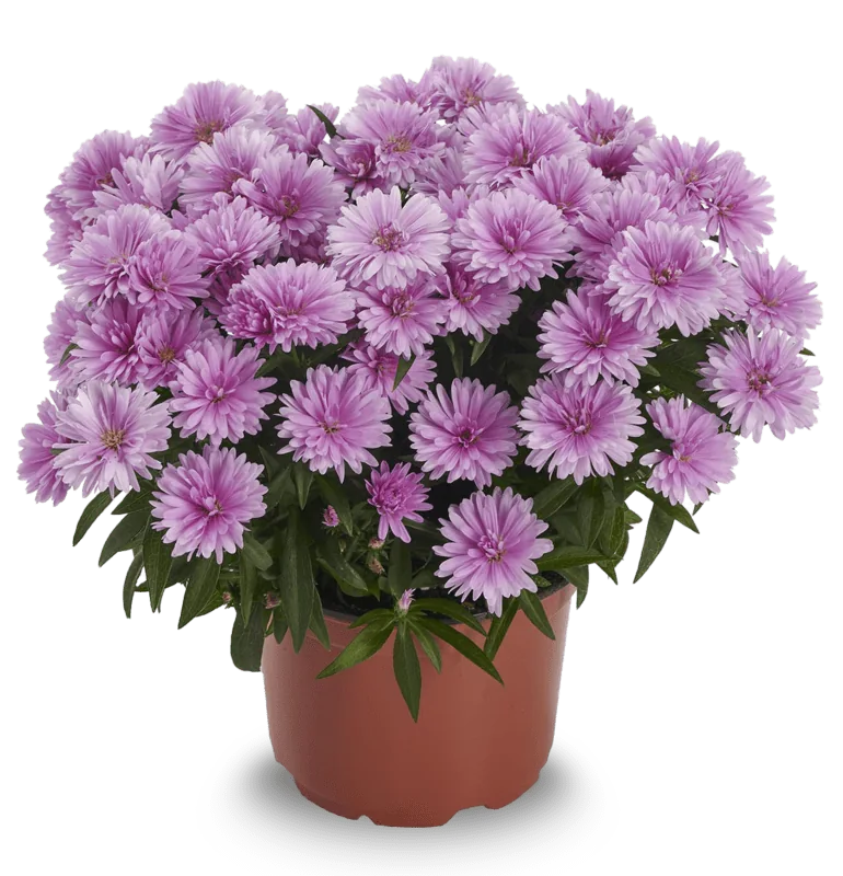Шоумекерс Байби Пинк ‘Showmakers Baby Pink’