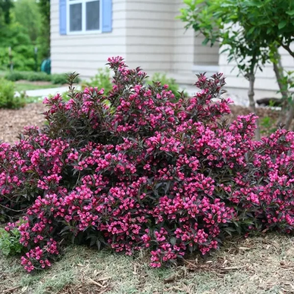 Нана Пурпуреа ‘Weigela florida Nana Purpurea’