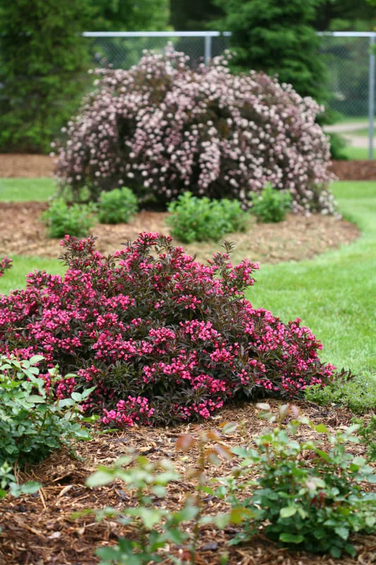 Нана Пурпуреа ‘Weigela florida Nana Purpurea’ — изображение 2