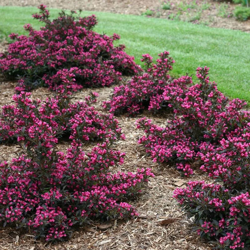 Нана Пурпуреа ‘Weigela florida Nana Purpurea’ — изображение 3