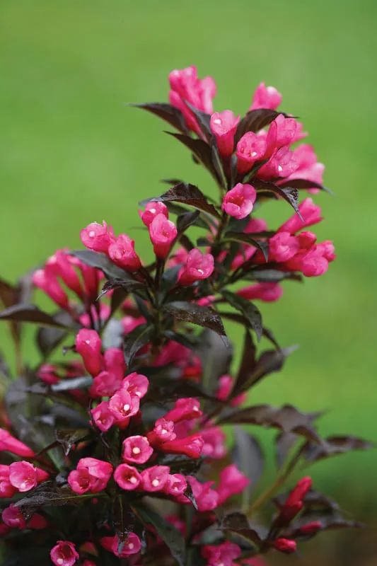 Нана Пурпуреа ‘Weigela florida Nana Purpurea’ — изображение 4
